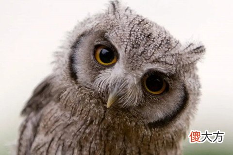 晚上九十点听见猫头鹰叫怎么回事