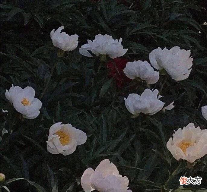 习惯谦虚的家长们，给孩子带来了什么？