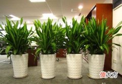 办公室植物风水