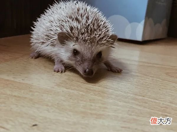 亲子距离远？“刺猬定律”告诉你原因，认识3点让亲子关系更融洽