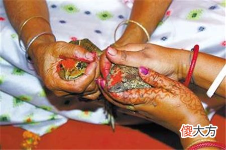 印度给青蛙办婚礼，200位宾客见证，网友: 它成亲了我还单身