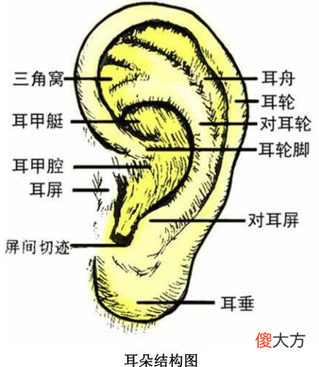 「人体奥秘百科」与众不同的听觉