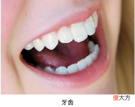 「人体奥秘百科」牙齿的力量
