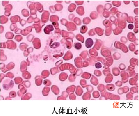 「人体奥秘百科」血小板知多少