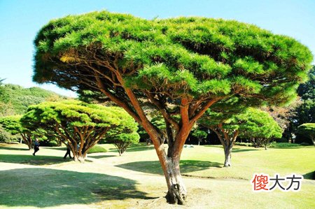 2010年出生是什么命？【松柏木命】