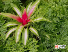 1973年出生是什么命？【桑松木命】