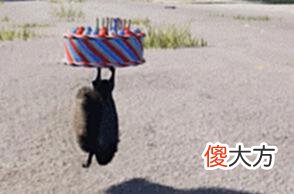【游戏世界】那只用冲锋枪飞上天的小松鼠，真的要做成游戏了