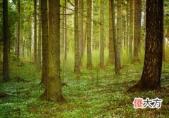 1972年出生是什么命？【桑松木命】