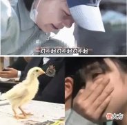 日本奇葩生命课，让孩子吃自己养的鸡，600万网友争论：有必要吗