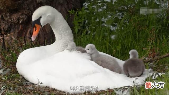 3部适合孩子的自然科学纪录片：所谓富养，是要给孩子见识和思维