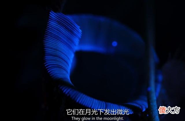 3部适合孩子的自然科学纪录片:所谓富养,是要给孩子见识和思维