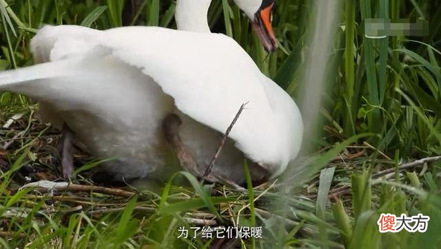 3部适合孩子的自然科学纪录片：所谓富养，是要给孩子见识和思维