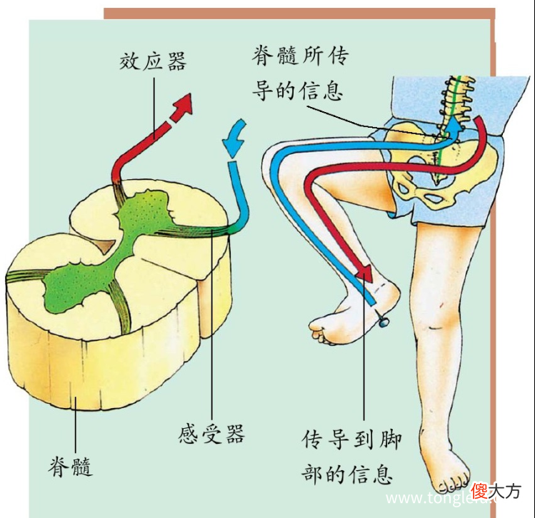 「人体奥秘百科」大脑的构造是怎样的，大脑怎样工作