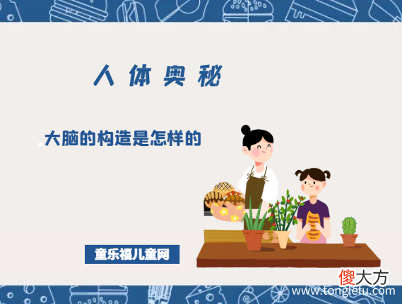 「人体奥秘百科」大脑的构造是怎样的，大脑怎样工作