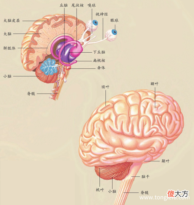 「人体奥秘百科」大脑的构造是怎样的，大脑怎样工作