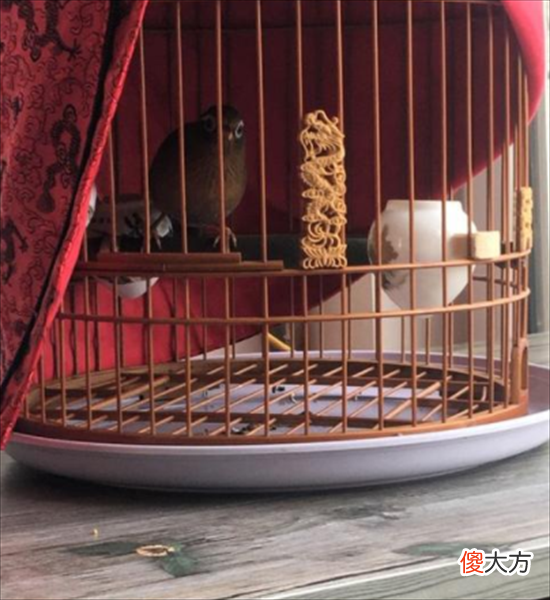 【历史故事】沈鸟儿画眉记：一只鸟儿引发的血案，害了七条命，可谓旷古奇案