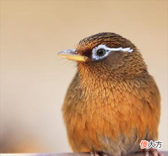 【历史故事】沈鸟儿画眉记：一只鸟儿引发的血案，害了七条命，可谓旷古奇案