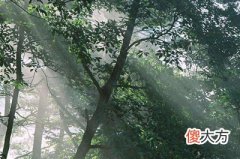 八字论乙木