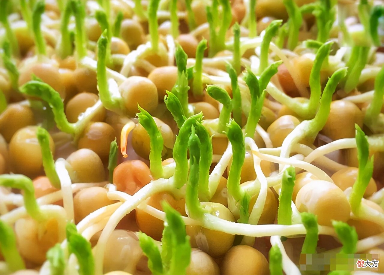 这3种食物发芽后，就算再节俭也要扔掉，别再让孩子吃了