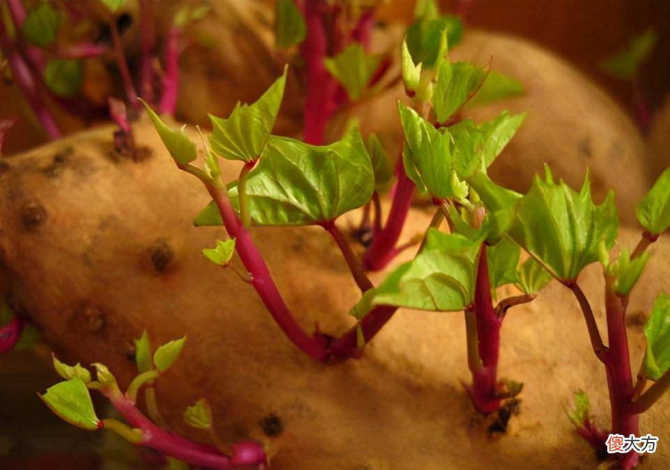 这3种食物发芽后,就算再节俭也要扔掉,别再让孩子吃了