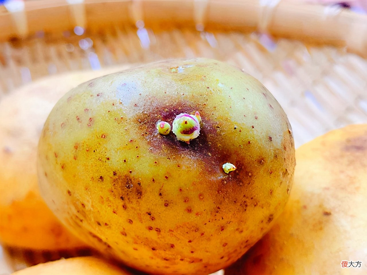 这3种食物发芽后,就算再节俭也要扔掉,别再让孩子吃了