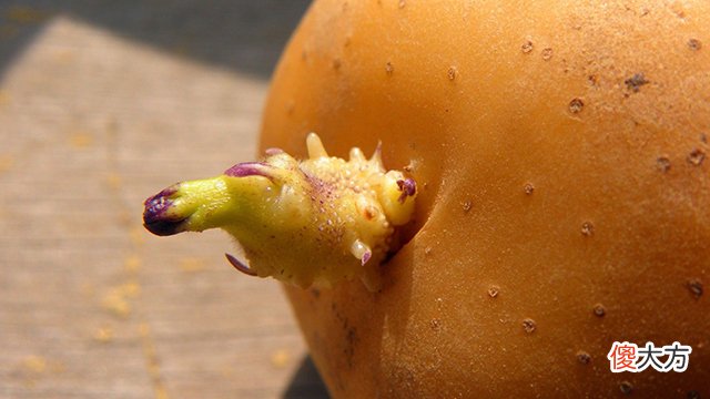 这3种食物发芽后,就算再节俭也要扔掉,别再让孩子吃了