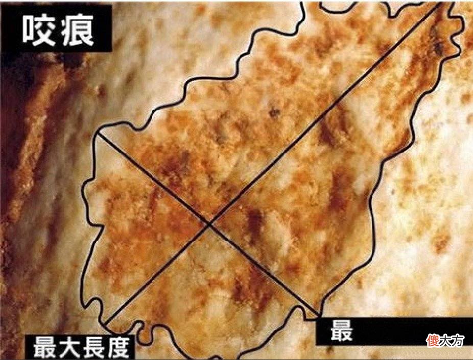 考古学家发现：50万年前被动物咬死的人类的骨头