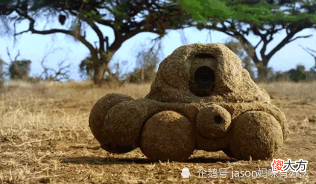 儿童必看的5部高分动物BBC纪录片，可比看那些垃圾动画强多了，爸妈珍藏