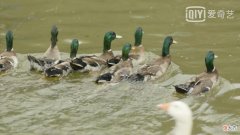 【爱历史】1919年，陈独秀离开北大，蔡元培苦心相劝，场面十分感人