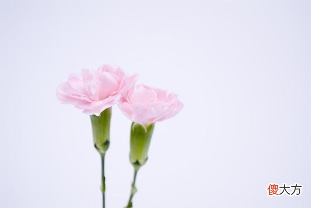 母亲节：一份纯粹不要求回报的爱
