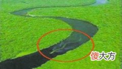 1962年浙江巨型海蛇之谜 有3米粗身上无鳞片