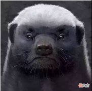 【游戏迷】把虎训成猫？快手YTG在本赛季最失败的决策，就是接受770执教！