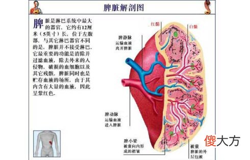 八字十天干图说