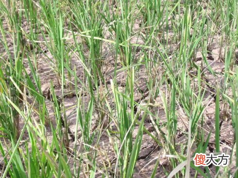 八字十天干图说