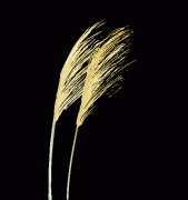 【历史故事】从《星汉灿烂》原著看太子的悲剧：被人逼出任人唯亲，然后人们要以此指责他