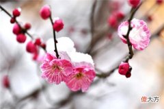 【爱历史】相思久别梅，读懂文天祥的梅花，读懂他深沉的爱国情怀