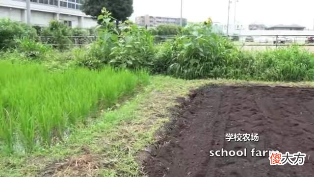 日本儿童健康居全球之首,看到他们的午餐,网友:国内学校难做到