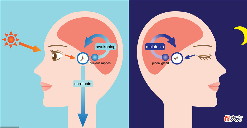 新生儿分不清白天黑夜，昼夜节律发展有6个阶段，这3个错误要避开