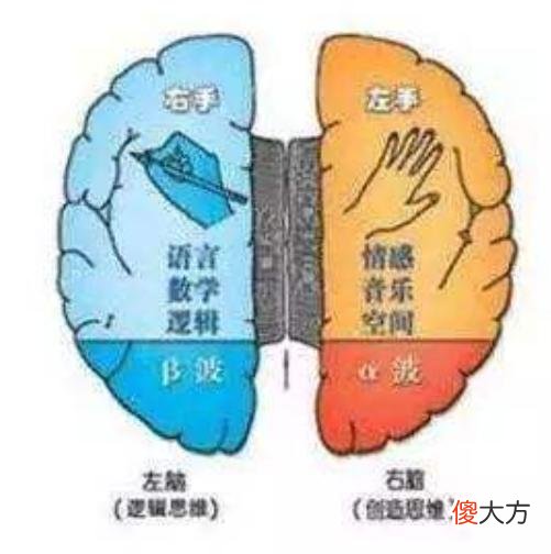 麻省理工最新发现：促进孩子大脑发育的最佳方式，并非是“阅读”