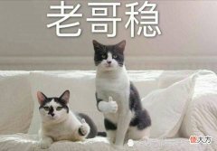 【游戏迷】巅峰赛法师只有这4个，若有本命英雄，你必上王者