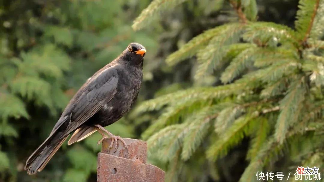 【十二星座】9月财运好，十人九富，有望早日实现财富自由的3个生肖