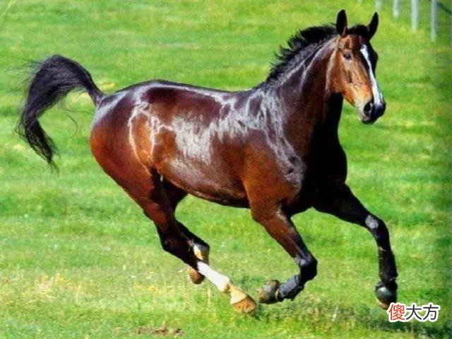 【历史故事】汗血宝马真的会流血吗？
