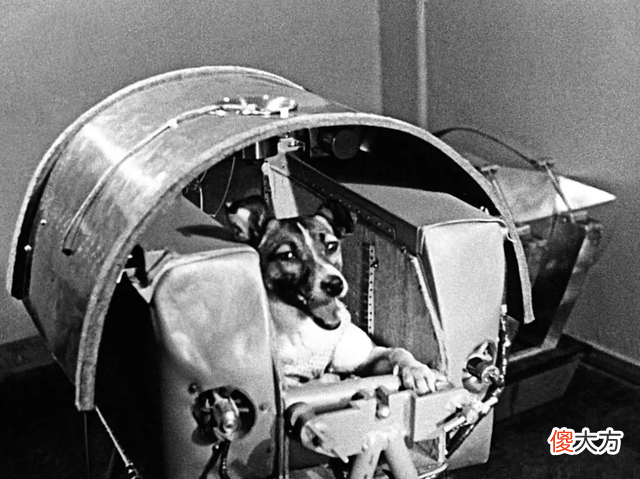 61年前，美国把一只黑猩猩送进太空，回来后却发现了不对劲