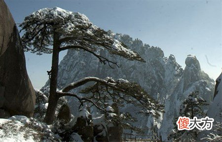 14.庚寅辛卯松柏木
