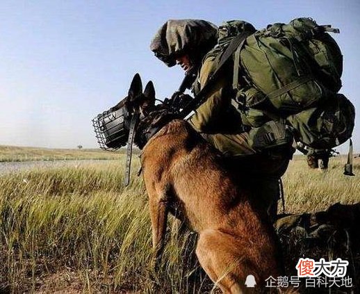 【爱历史】军犬他为战而生，为战而死！