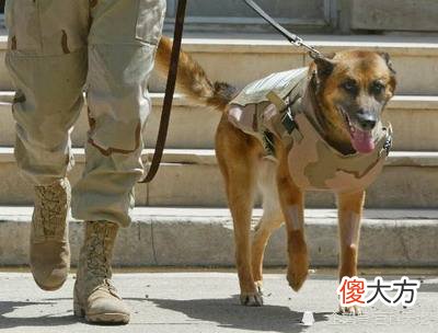 【爱历史】军犬他为战而生，为战而死！