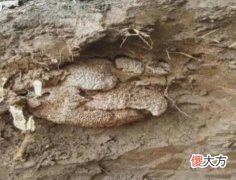 村里百年大树无故倒下，村民挖地三尺，里面的景象让人傻眼了