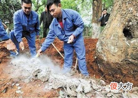 村里百年大树无故倒下，村民挖地三尺，里面的景象让人傻眼了