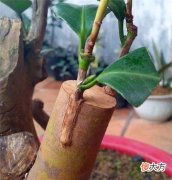 世界首例换头的猴子，手术18小时花7000万，成功后它活了多久