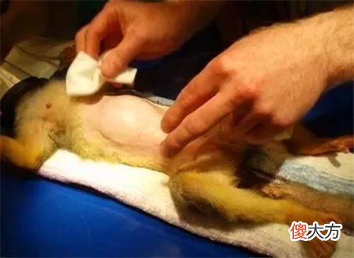 世界首例换头的猴子，手术18小时花7000万，成功后它活了多久